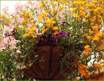 Fleurs